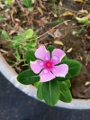 Nayantara Flower