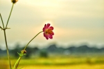 Wild cosmos flowers 4