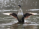 residential duck paying in water 