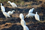 Herons.... 