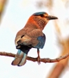 Indian Roller