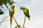 ALEXANDRINE Parakeet   
