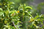 Guava (Koiya Palam) Fruit and Leaves