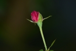 Rose Bud