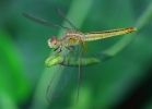 Dragaonfly 