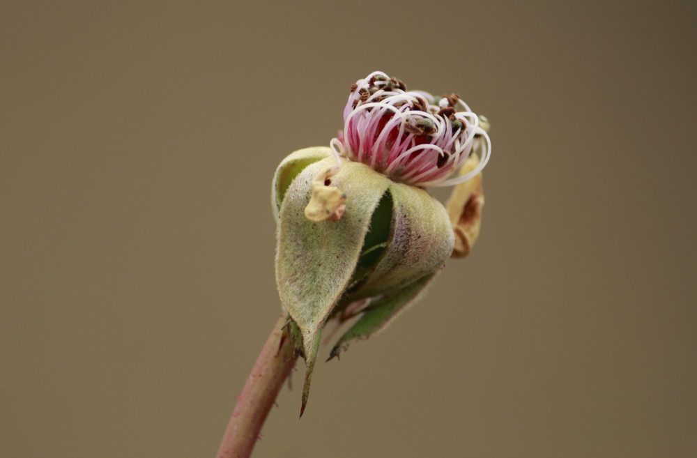 Rose flower  in winter , Pink, rose flower, seasoning, wallpaper