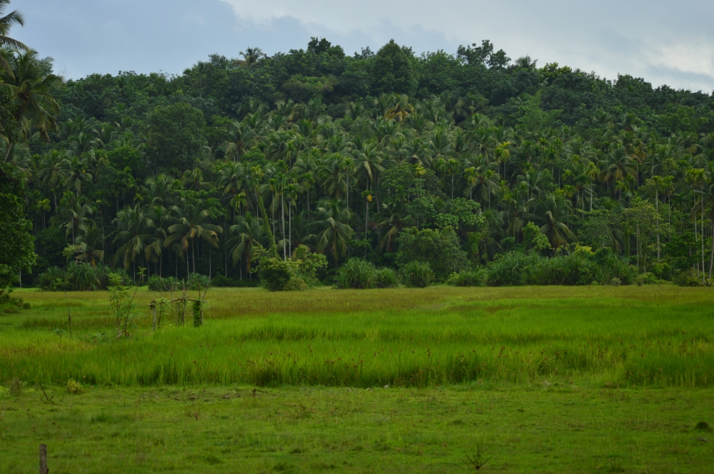 Green nature , Nature, landscape, land, Green Field, Green, greenery, green nature, paddy field, Trees, cocunut tree, wallpaper, background, 