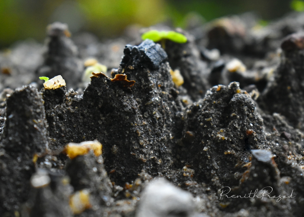 land, soil, Photography, photographylovers, natural, miniature, freedom, Love your life, 
