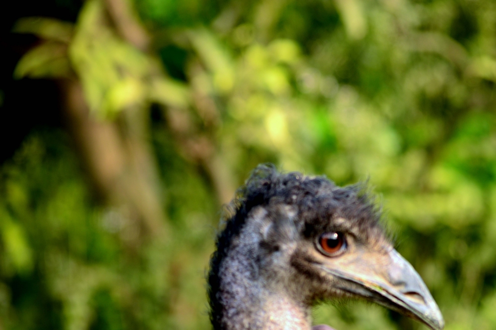 eye, #eye#emu#place#wild#nikon