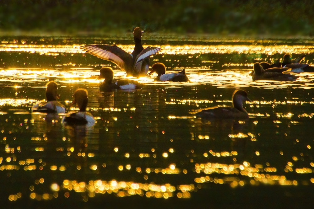 📸 Golden Lake 📸, #gold, #golden #lake, #kolkata, #Santragachi, #Howrah, #Nikon, #birds, #Swimming , #Water, #beauty, #Nature, #Nature #background #wallpaper #hdclicks #fullHD @sundar, #migration bird, #Jamshedpur 