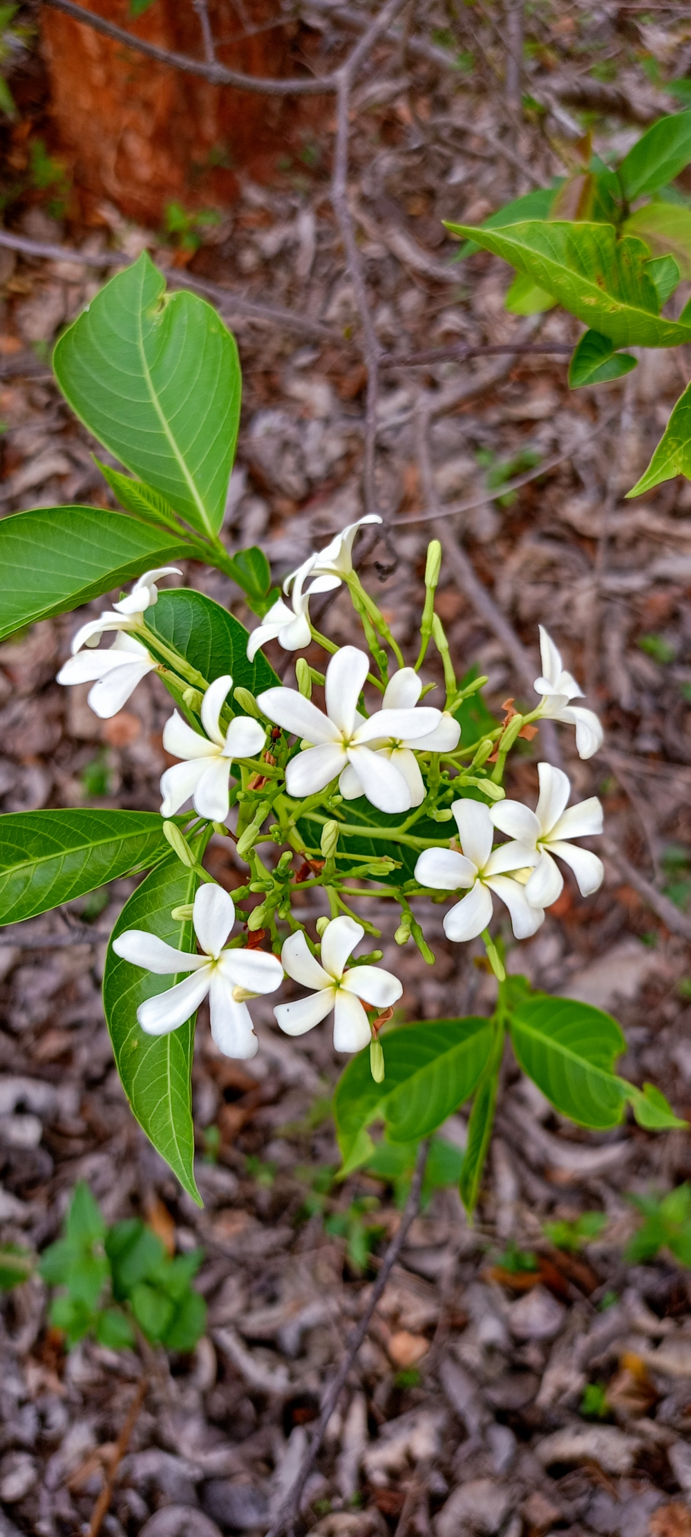 Wild flower 3 , #nature #photography #love #instagood #photooftheday #travel #sky #beautiful #art #naturephotography #like #landscape #sunset #photo #picoftheday #instagram #sun #beach #life #winter #sea #fun #cute #clouds #happy #naturelovers #summer #bhfyp, Nature background wallpaper hdclicks fullHD landscape limestonecaves wild bastar chhatishgarh kangervalleynationalpark kvnp, 