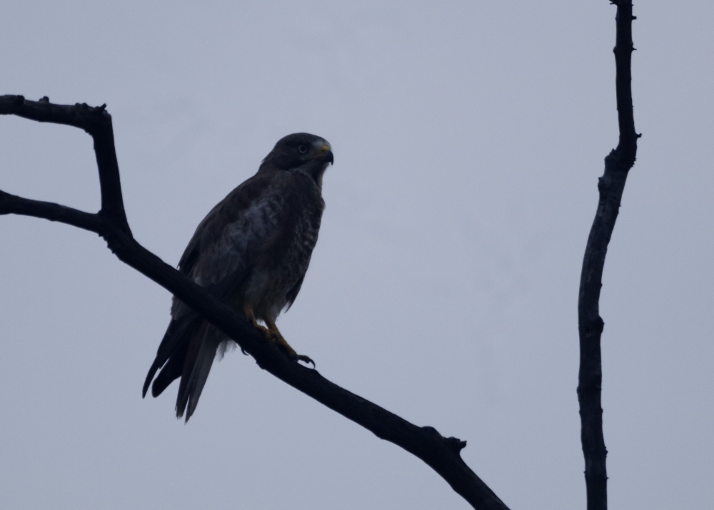 White eyed buzzard, intothewild, birding, wildlife, nature, beautifulcreature, pench, buzzard, raptor