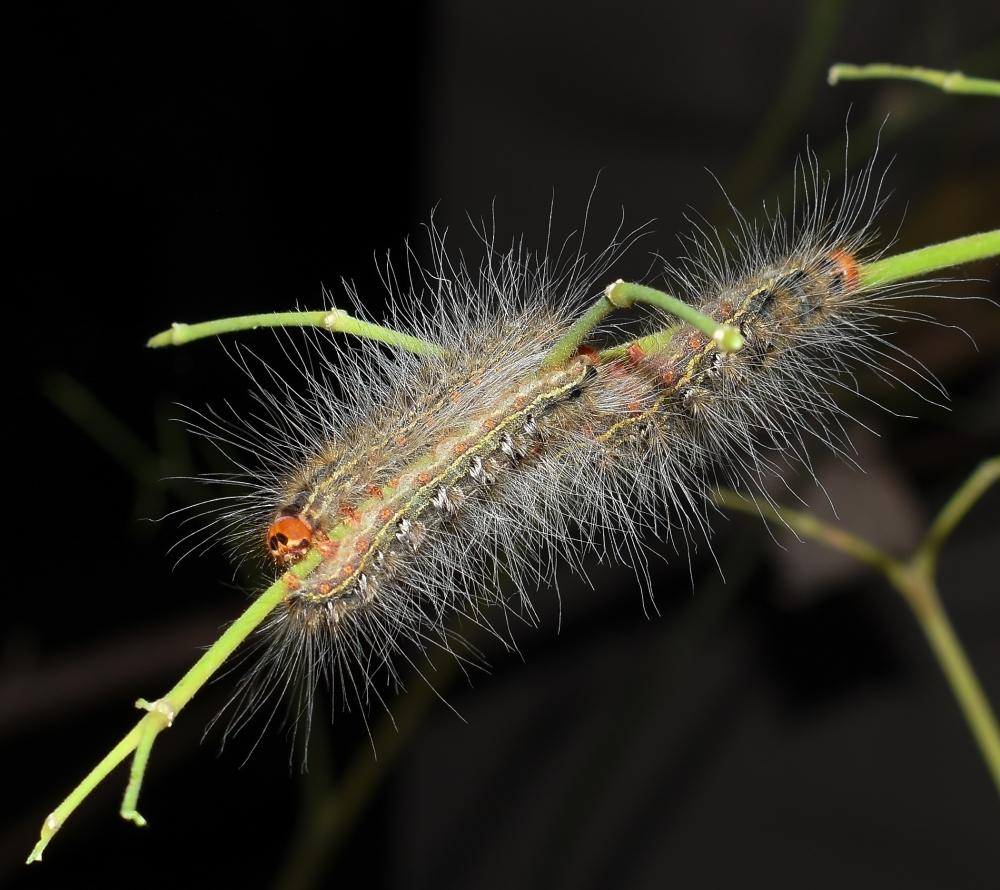 Caterpillar, Caterpillar, insect, natural, Photography,