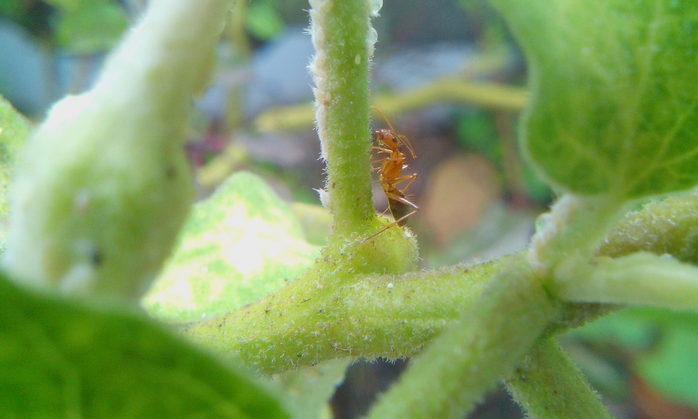 ant, ant,insect,animal,photography,mobile photography,macro photography,macro