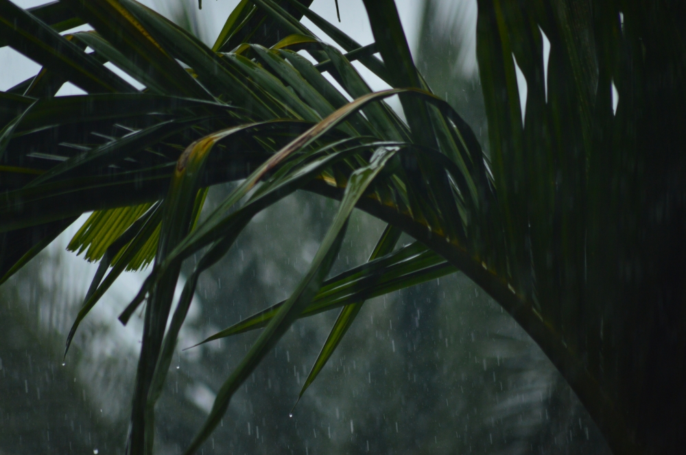 Rain and the green, Nature, closeup, rain, Raindrops, freezing, trees, green, rainyday, 