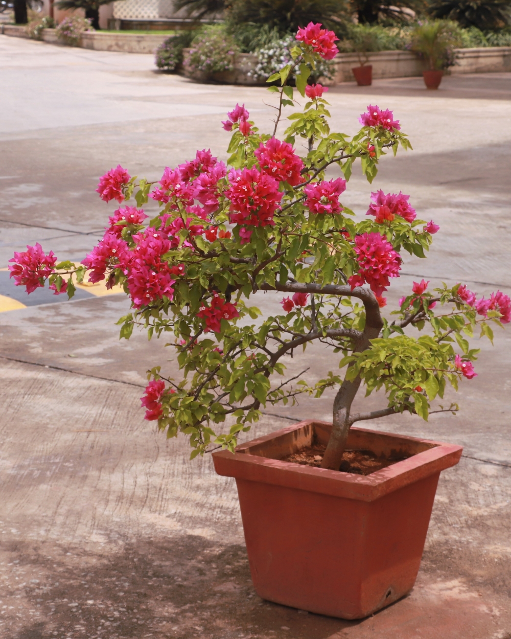 Potted plant, Flowers, beautiful