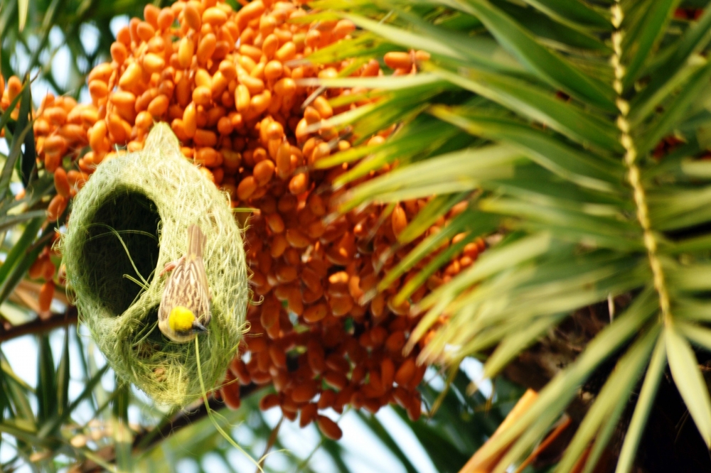 nest, #bird#dates#natural#nikon
