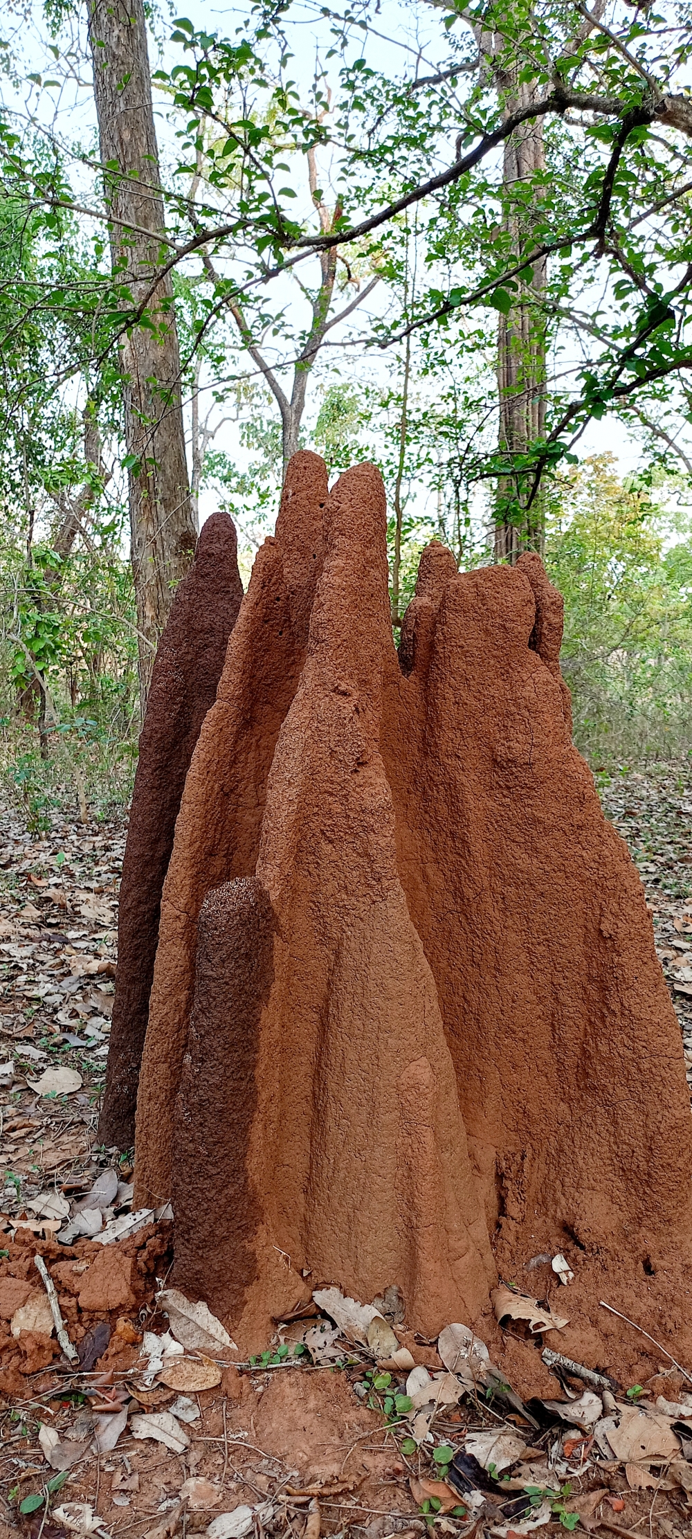 termite house , termite house , nature landscape background sunrays hdclicks nikongair lake reflection photos Bastar chhatishgarh sky clouds photooftheday naturephotography, morningrays nature forest jungle munnabaghelphotography kvnp nationalpark bastar kangervalleynationalpark jagdalpur explore landscape gochhatishgarh bastarpicture photooftheday tree green wild Hill, summer tirathgarh waterfall waterfalls indianwaterfall  nationalpark kangervalleynationalpark Raipur CG forest HD wallpaper view kangervalley tirathgarh waterfall waterfalls jungle Bastar Chhattisgarh photosoftheday photo gallery wallpaper view kangervalley instapicture instagood viralpic, #nature #photography #love #instagood #photooftheday #travel #sky #beautiful #art #naturephotography #like #landscape #sunset #photo #picoftheday #instagram #sun #beach #life #winter #sea #fun #cute #clouds #happy #naturelovers #summer #bhfyp, 
