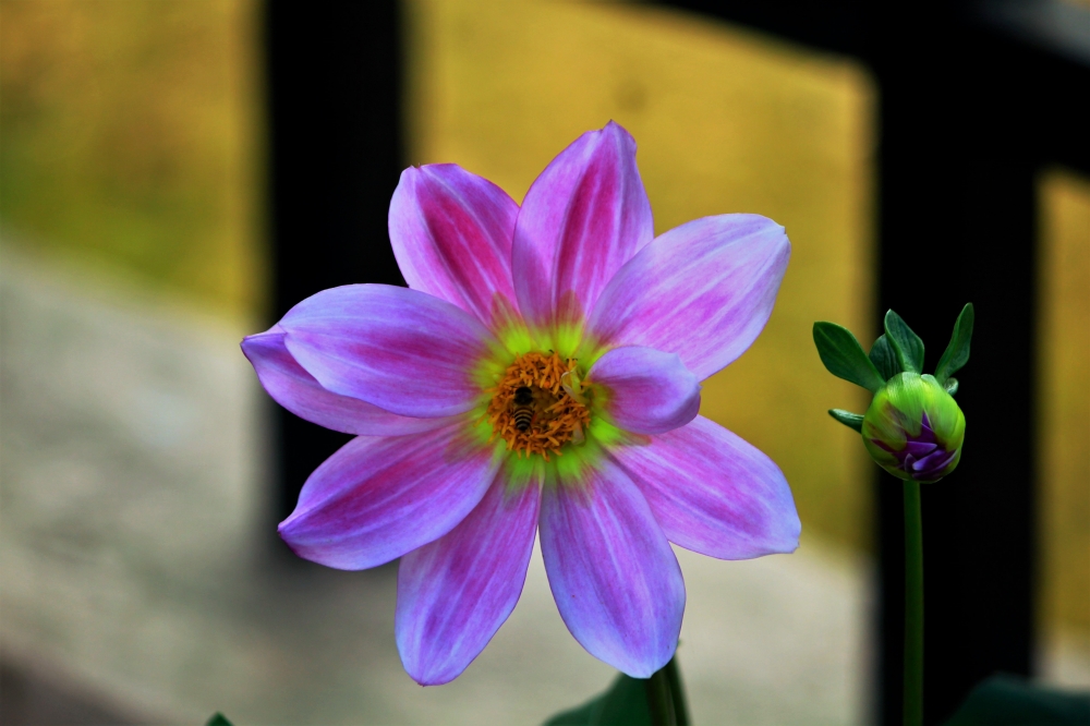 Pink solo flower in the garden, Pink, solo, macro, bee, garden, attractive, wallpaper, 