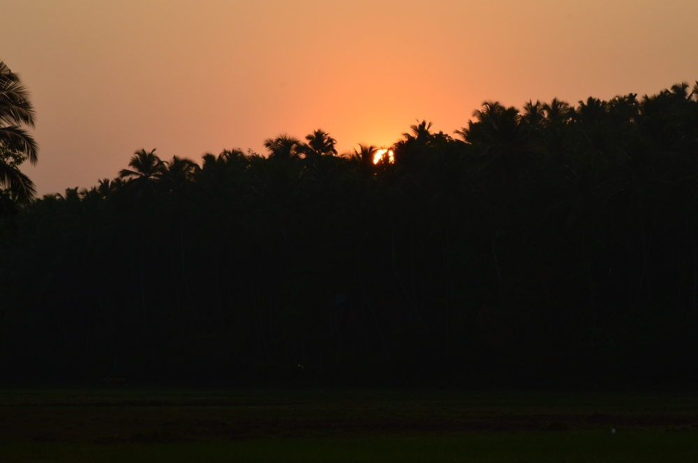 Sun rise , Nature, Sunrise, redsky, Trees, cocunut tree, Sky, wallpaper, morning, 