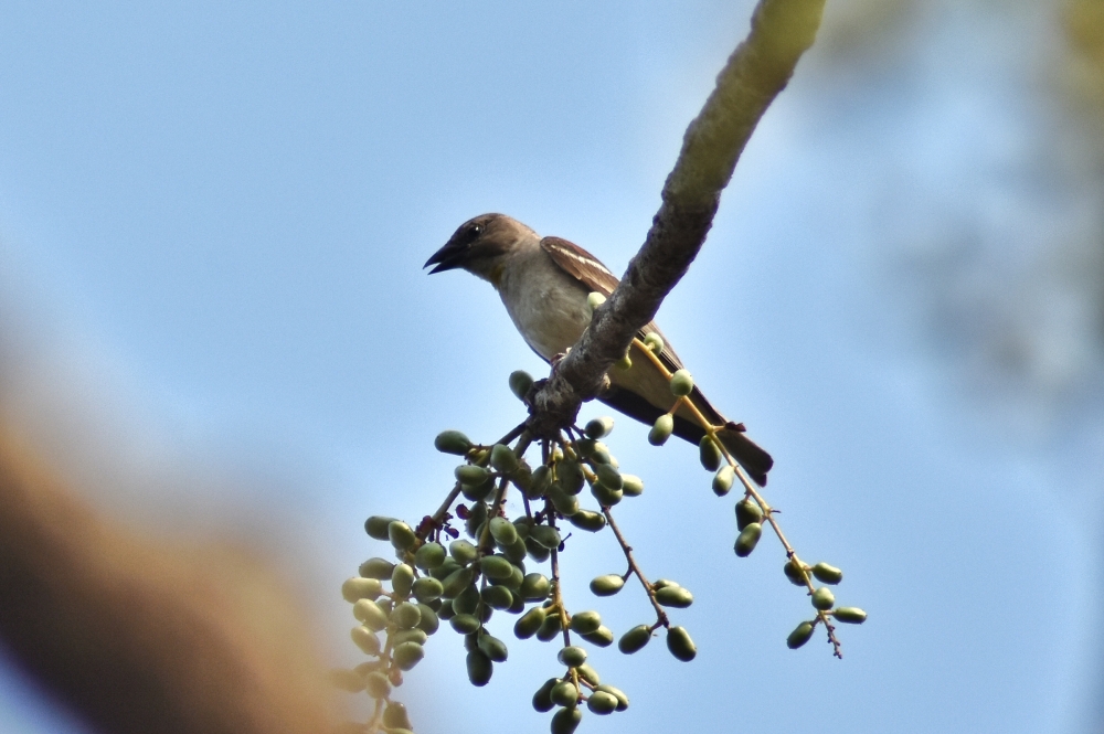 chestnut shouldered petronia Bird kangervalleynationalpark , #nature #photography #love #instagood #photooftheday #travel #sky #beautiful #art #naturephotography #like #landscape #sunset #photo #picoftheday #instagram #sun #beach #life #winter #sea #fun #cute #clouds #happy #naturelovers #summer #bhfyp, Nature background wallpaper hdclicks fullHD landscape limestonecaves wild bastar chhatishgarh kangervalleynationalpark kvnp, 