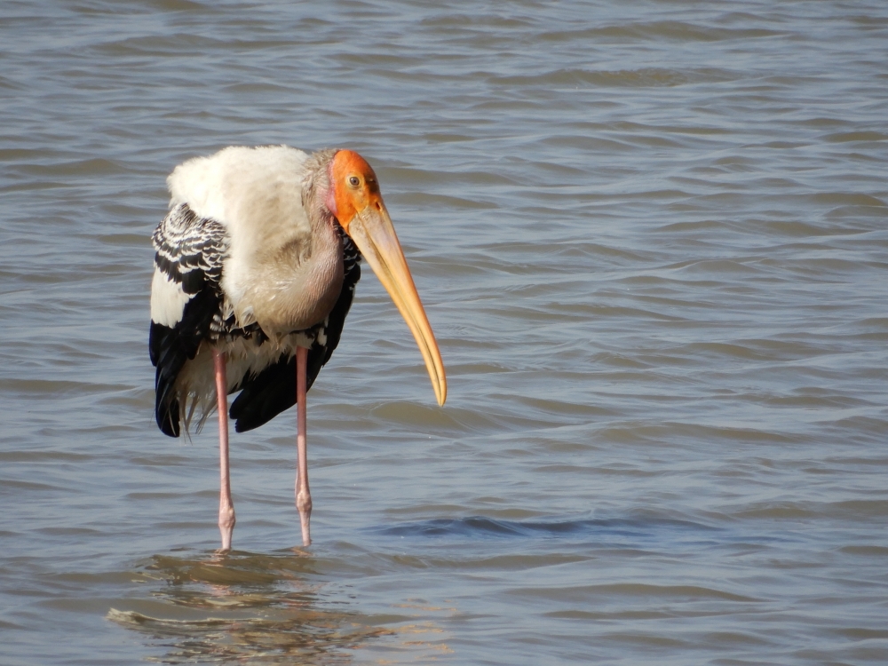 PAINTED STORK, Birds#water#painted stok#egret