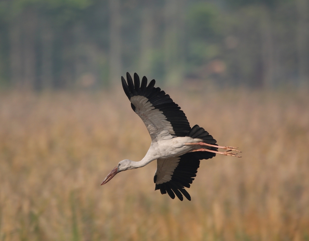 Landing of Indian Jet, Colourful,  Asian,  field,  green,  beautiful,  stork 