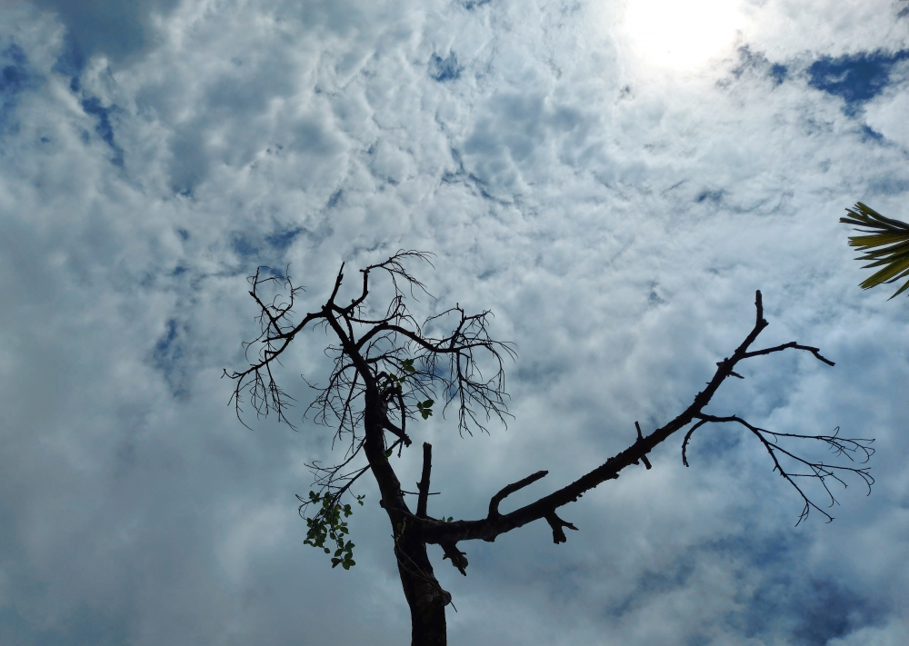 sky with tree branch, sky with tree branch,sky,tree branch,shadow,background,natural background,blue sky,