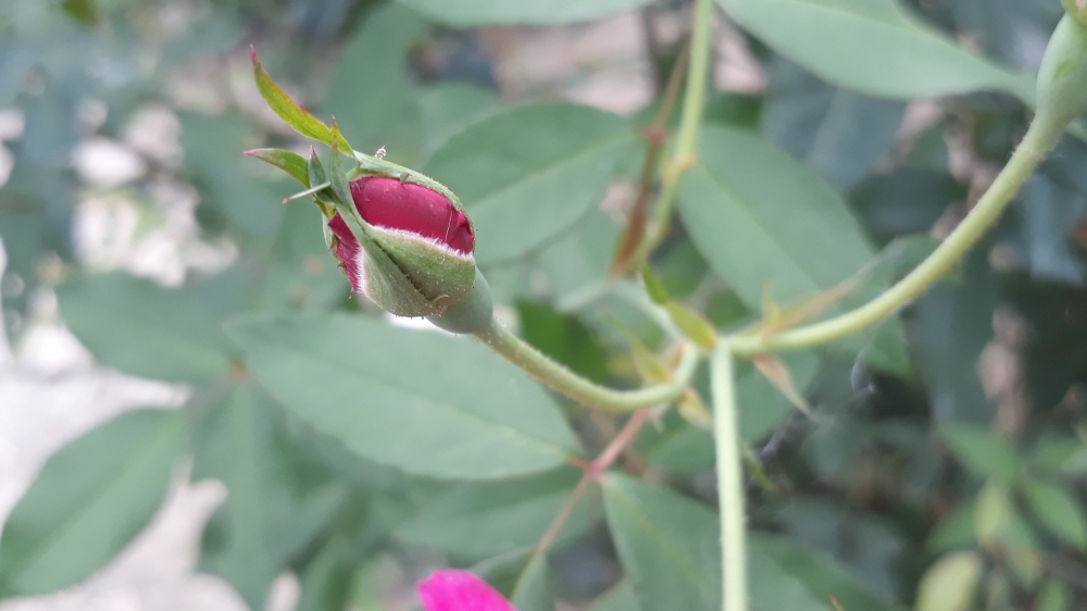 The Baby Rose, Rose, Flower, Nature, Beauty, Babyrose, Bud, 