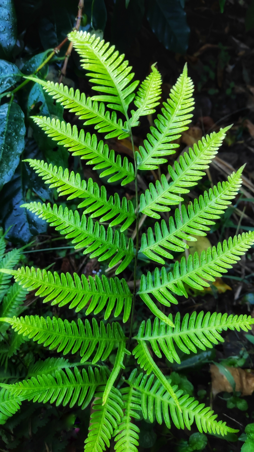 Fern Plant, Fern Plant, Nature, plant, Green Plant, 