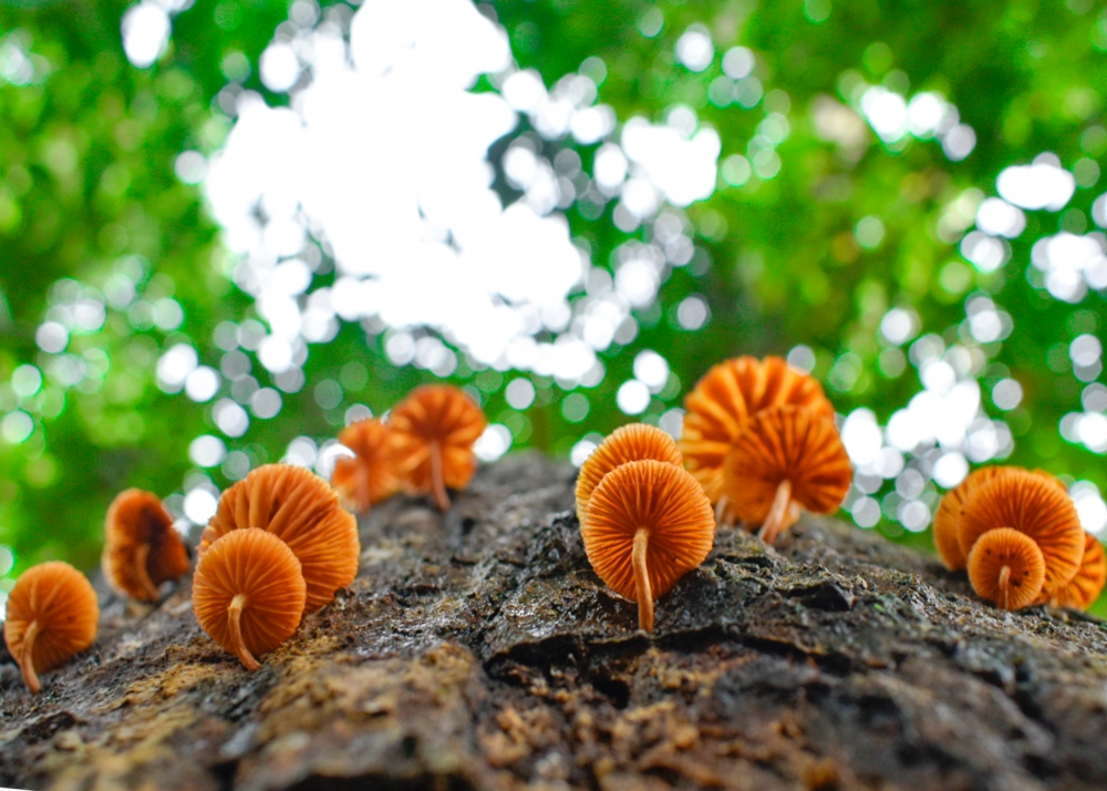 mushroom on tree, mushroom, Trees, fungi, natural, Photography, 