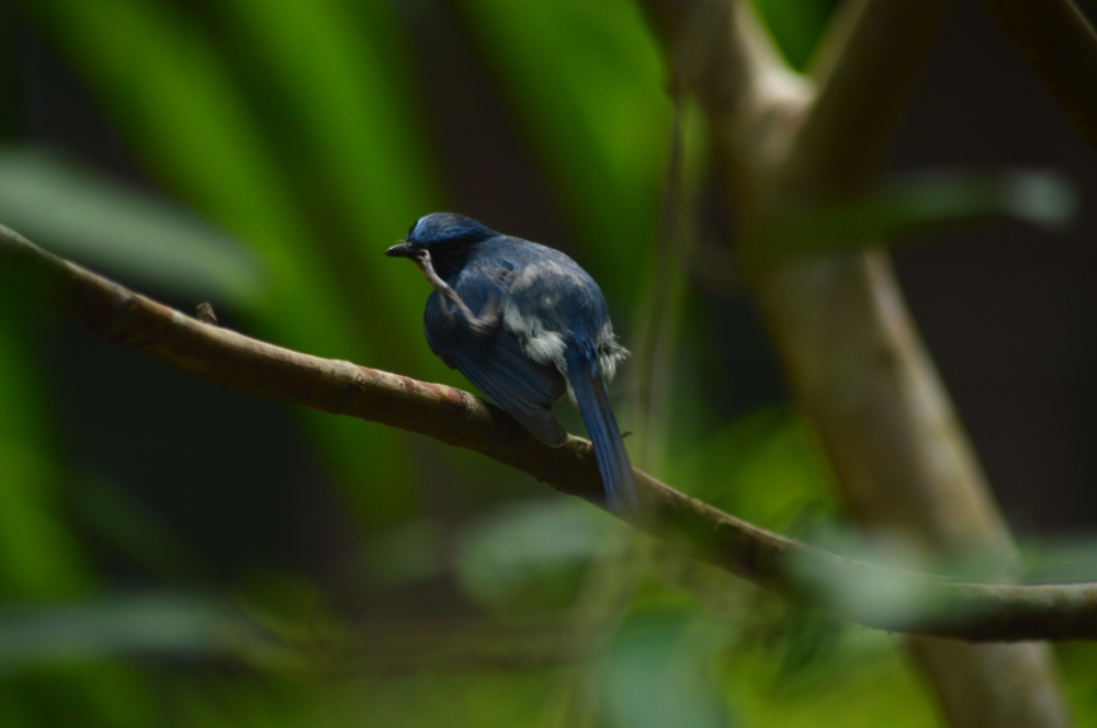 Bird, trees, tree, bird sitting on tree, nature, , Bird, 