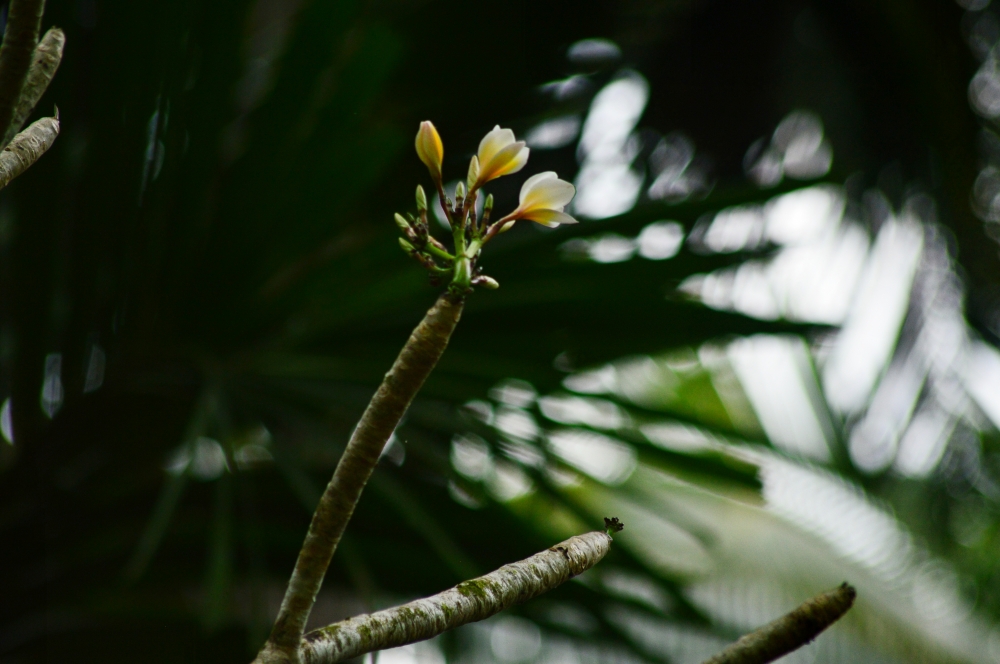 Flower,close up, macro,macro photography, nature,plant,wild flower,, Flower, 