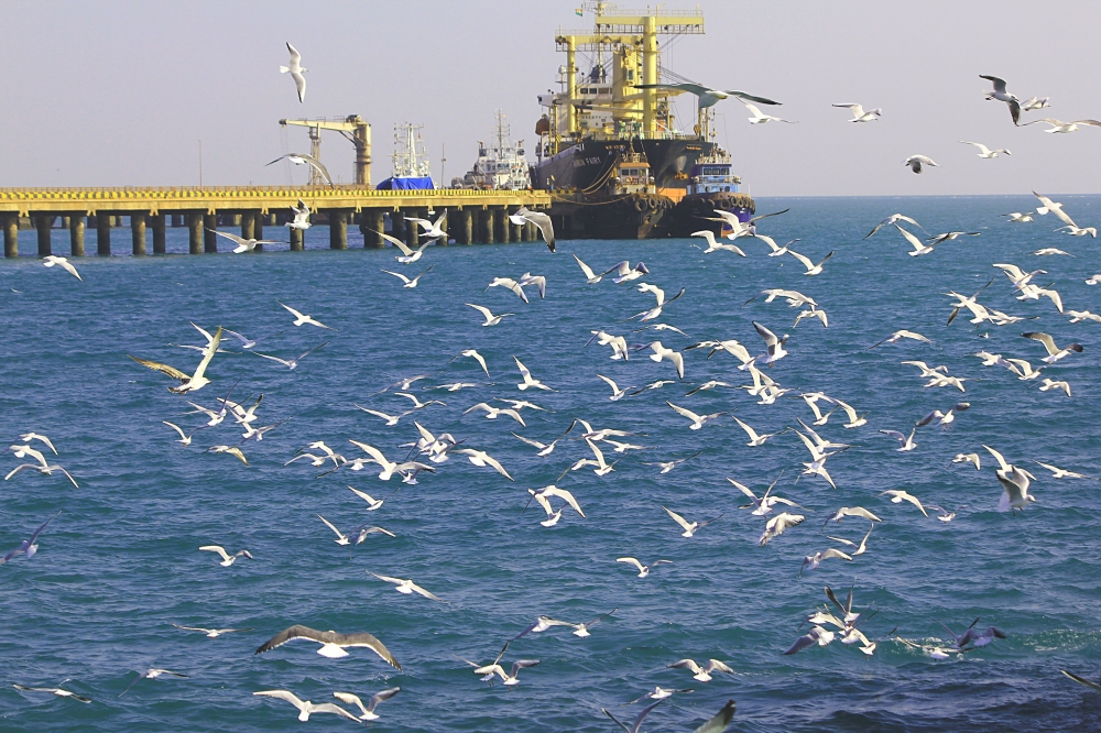 Hundreds of seagulls, Ship, sea, ocean, birds, sea gulls, white, blue