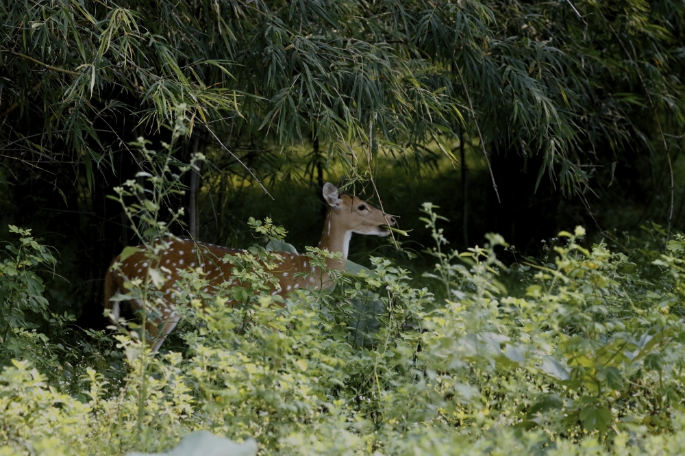 Spotted Deer, into the wild,wildlife, wildlife photography, nature beauty, sambar deer, mammal, animal,  canon photography