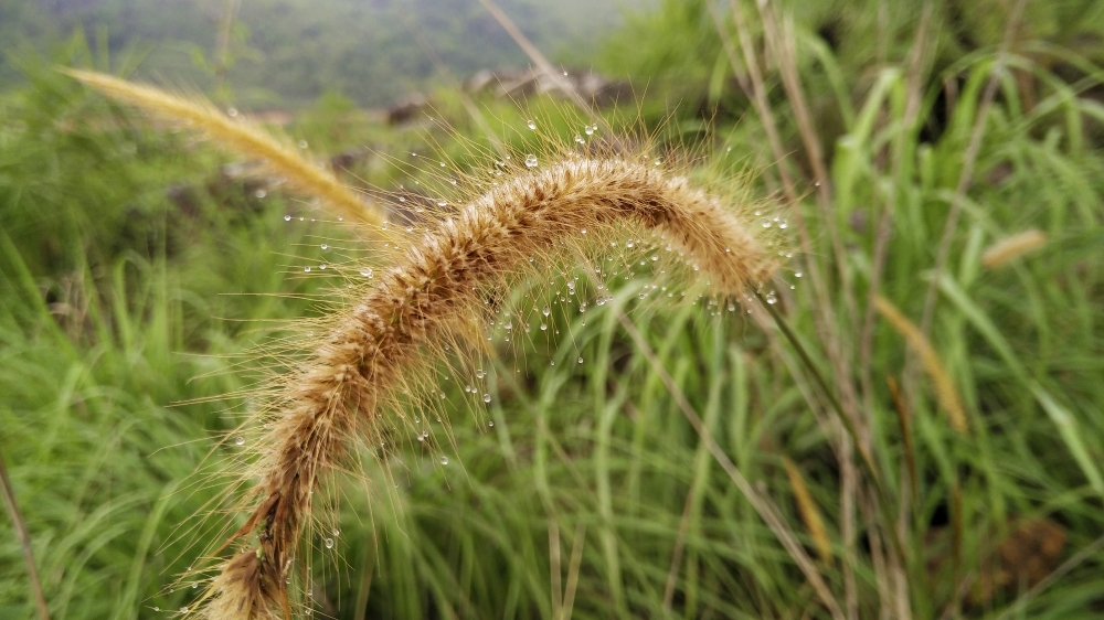 Dew Drops, Dew Drops