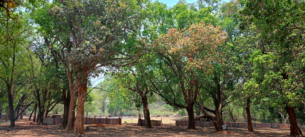 mango orchard  kotamsar, nature landscape background sunrays hdclicks nikongair lake reflection photos Bastar chhatishgarh sky clouds photooftheday naturephotography, wildlife HD wallpaper background picture wild animals Nature Photography tree spoteddave indianbird bastar munnabaghelphotography potooftheday Dave nationalpark kvnp forest jungle kangervalleynationalpark jagdalpur awesome birdphotography photosofbird nature gochhatishgarh chhatishgarh photo, summer tirathgarh waterfall waterfalls indianwaterfall  nationalpark kangervalleynationalpark Raipur CG forest HD wallpaper view kangervalley tirathgarh waterfall waterfalls jungle Bastar Chhattisgarh photosoftheday photo gallery wallpaper view kangervalley instapicture instagood viralpic, #nature #photography #love #instagood #photooftheday #travel #sky #beautiful #art #naturephotography #like #landscape #sunset #photo #picoftheday #instagram #sun #beach #life #winter #sea #fun #cute #clouds #happy #naturelovers #summer #bhfyp, 