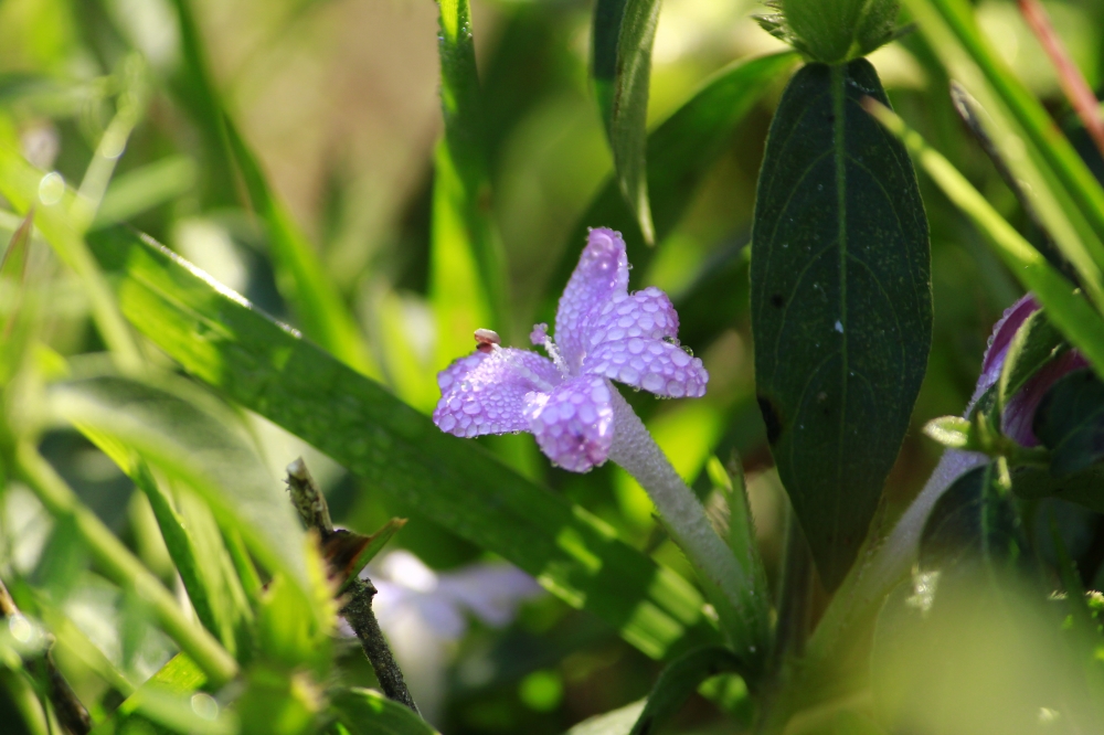 Grass flower, Purple Flower, 