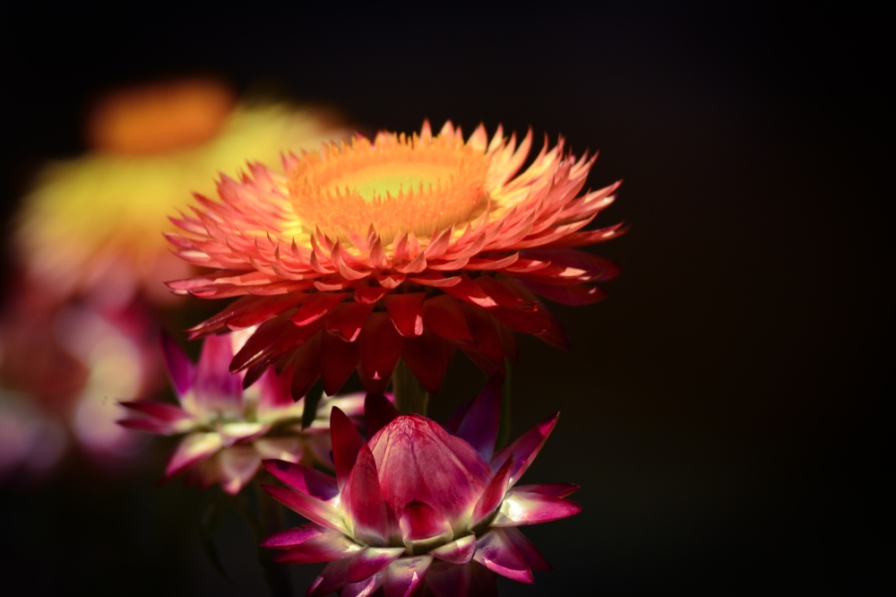 C0L0UR FULL NATURE, ARAVIND