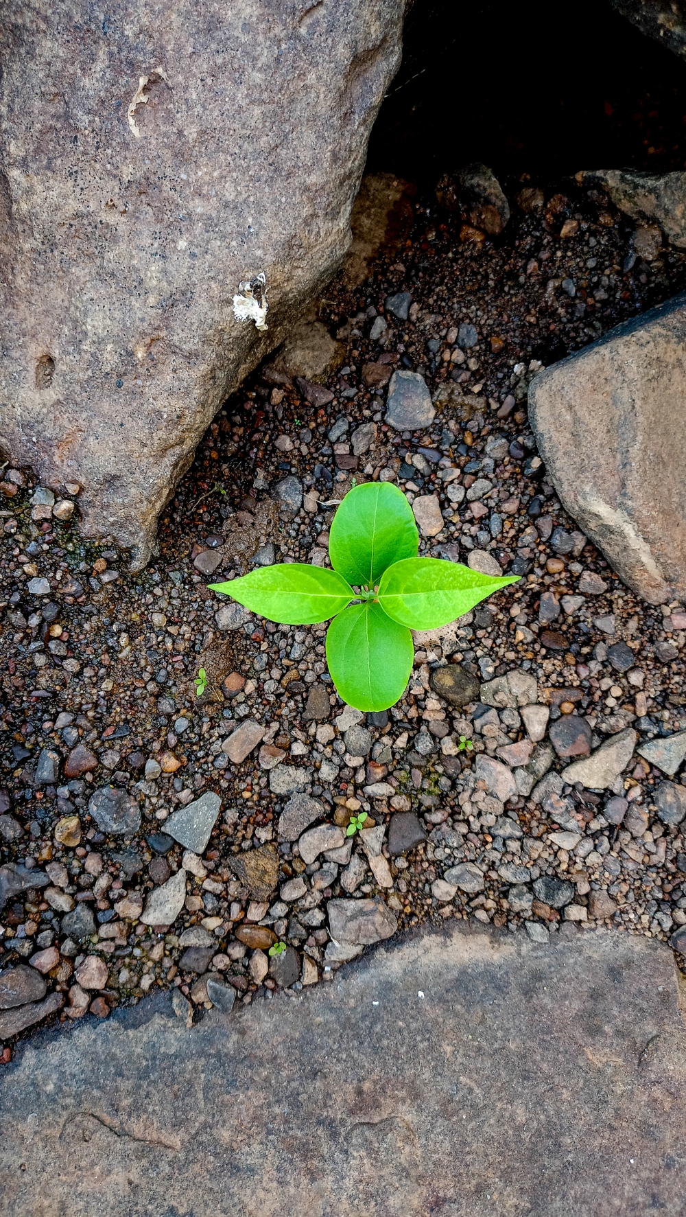 New plant ☘️3, Nature background wallpaper hdclicks fullHD landscape limestonecaves wild bastar chhatishgarh kangervalleynationalpark kvnp, morningrays nature forest jungle munnabaghelphotography kvnp nationalpark bastar kangervalleynationalpark jagdalpur explore landscape gochhatishgarh bastarpicture photooftheday tree green wild Hill, summer tirathgarh waterfall waterfalls indianwaterfall  nationalpark kangervalleynationalpark Raipur CG forest HD wallpaper view kangervalley tirathgarh waterfall waterfalls jungle Bastar Chhattisgarh photosoftheday photo gallery wallpaper view kangervalley instapicture instagood viralpic, #nature #photography #love #instagood #photooftheday #travel #sky #beautiful #art #naturephotography #like #landscape #sunset #photo #picoftheday #instagram #sun #beach #life #winter #sea #fun #cute #clouds #happy #naturelovers #summer #bhfyp, 