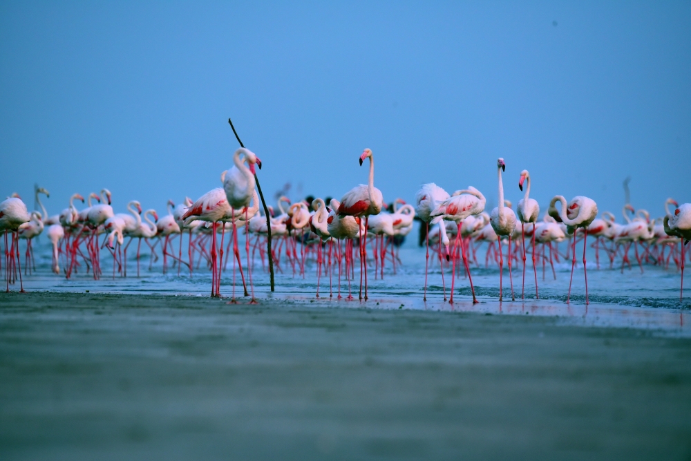 flamingo at kutch, flamingos