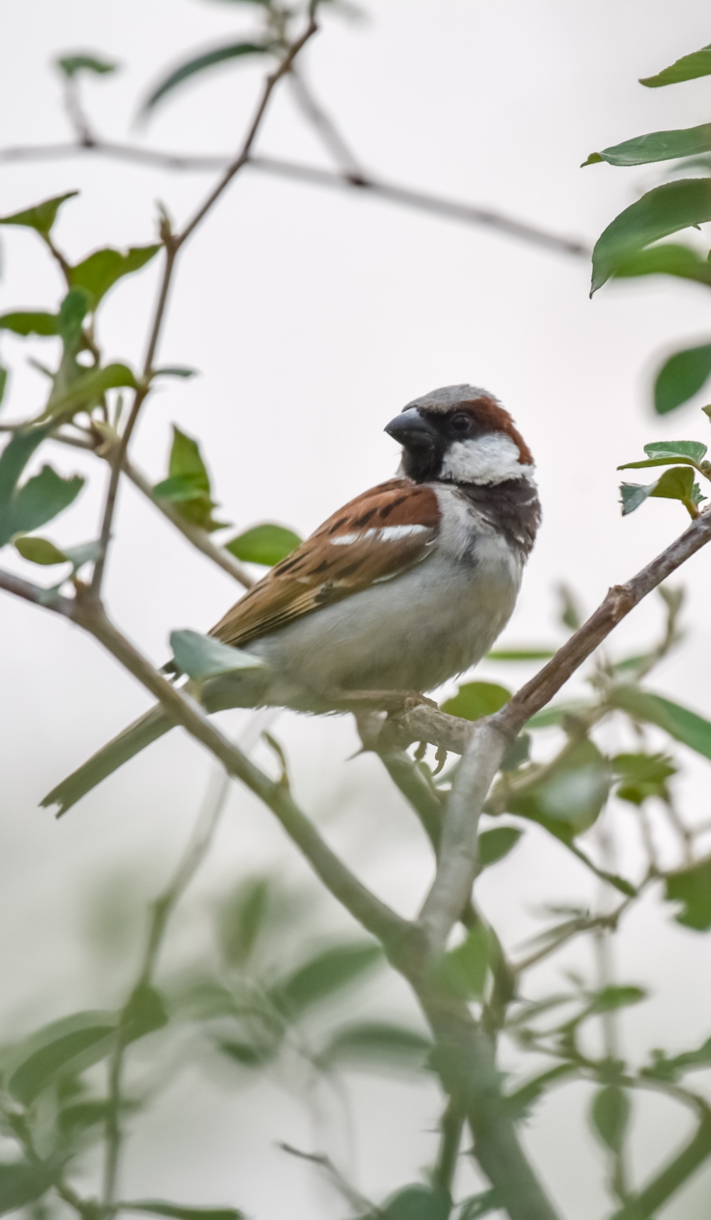 Sparrow, Bird in India, 