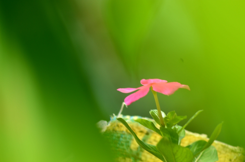 Flower,close up, macro,macro photography, nature,plant,wild flower,, Flower, 