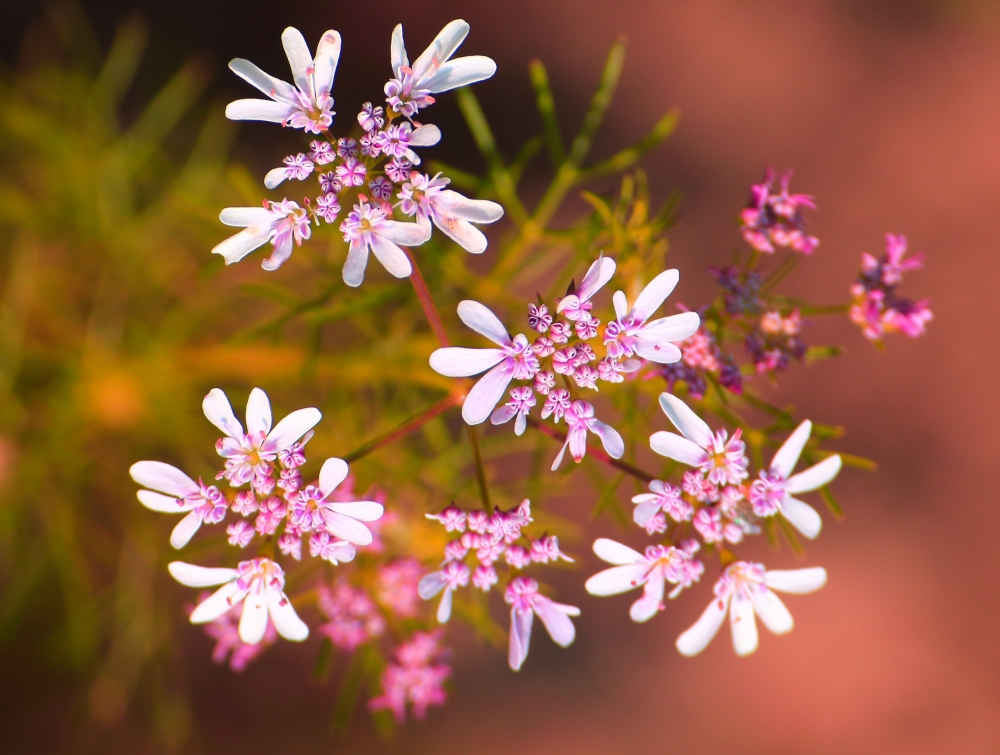 fennel flower , fennel,sonf,flower,beautiful,pink,white,nature,new fresh
