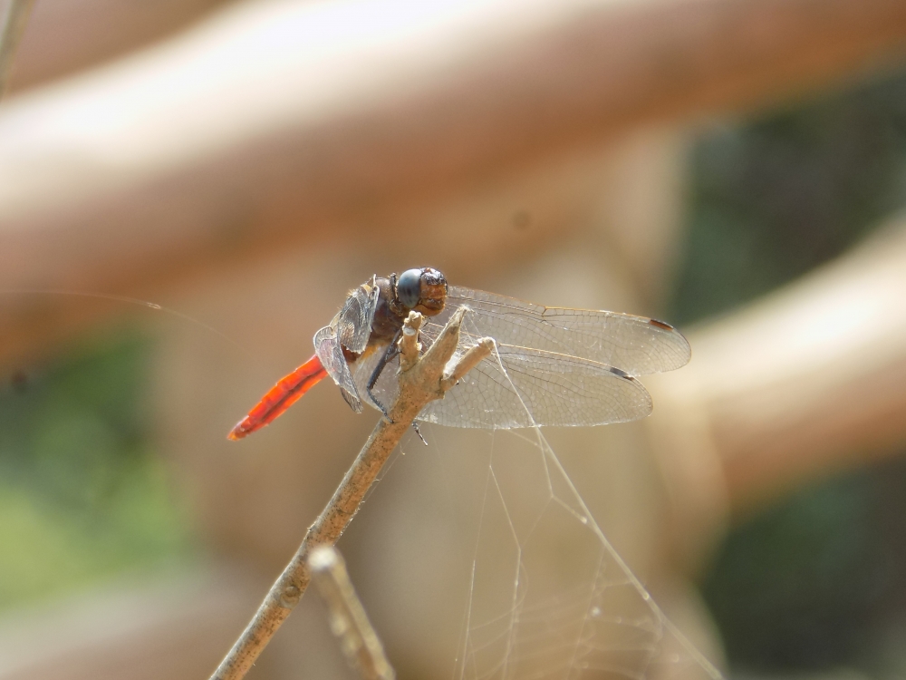 Red dragonfly, Sonunag