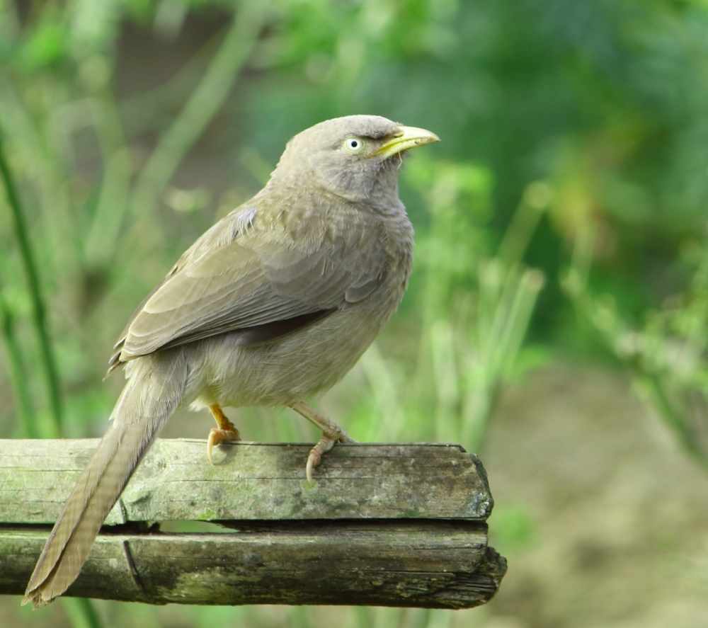 Sparrow, sparrow,bird,sit,morningwild,nature