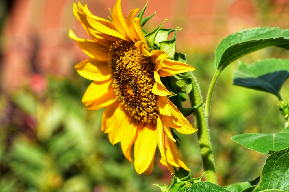 Sunflower , Sunflower, flowers,beautiful,nature,hdclick,yellow,photography,India  