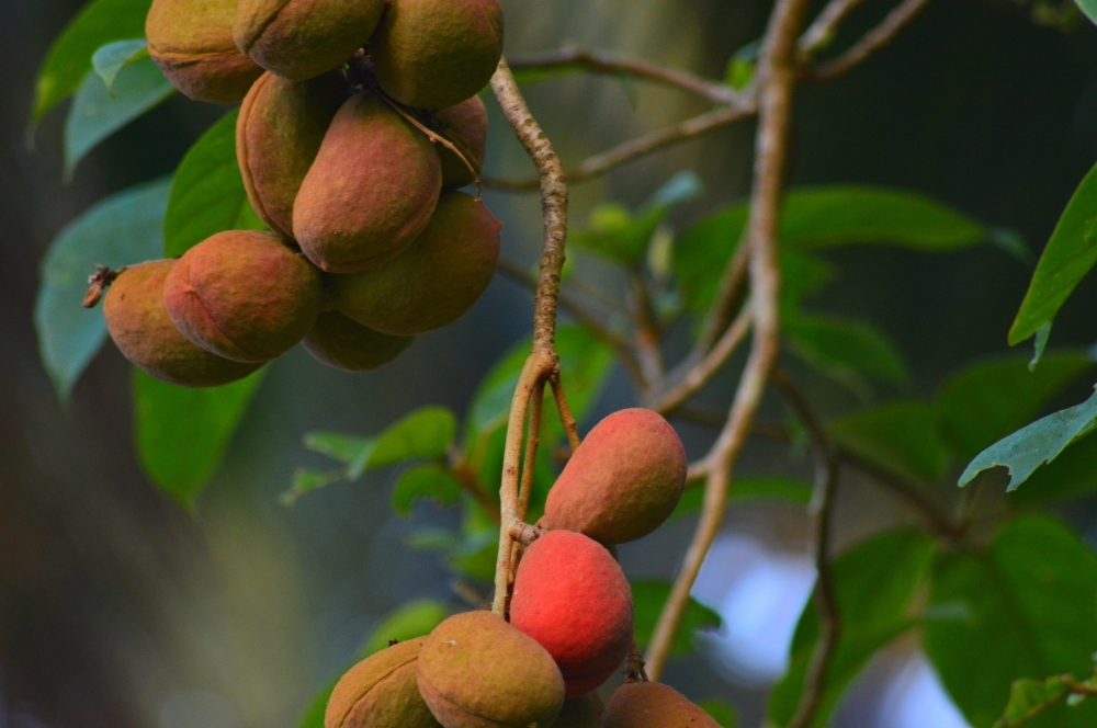 Wild fruits , Nature, fruits, trees, green, red, redfruit, branches, 