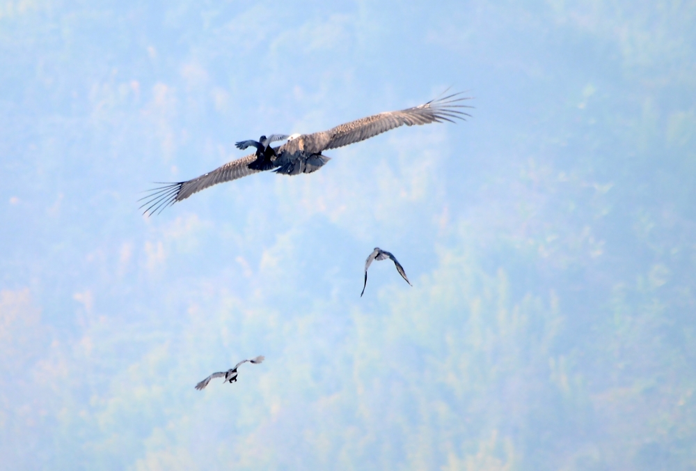 Crows plays with Vulture, Mizoram, Indian, 