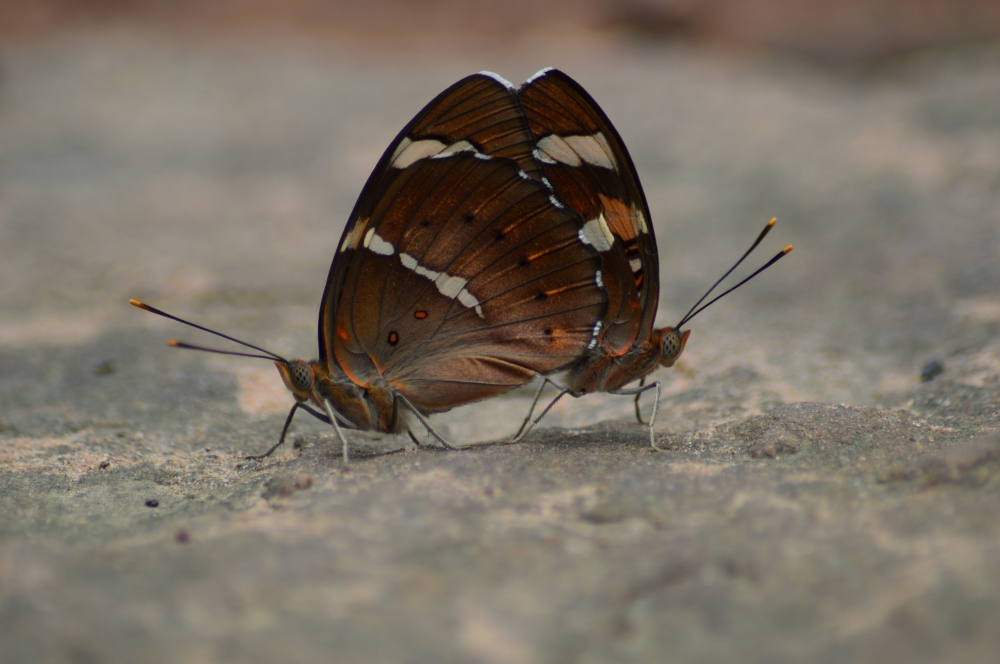 Butterfly , butterfly nature landscape background hdclicks, 